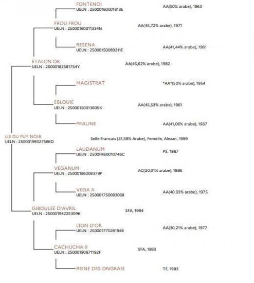 Pedigree de lys 1