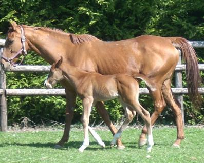 Virosa  et Calypso